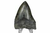 Bargain, Fossil Megalodon Tooth #168946-1